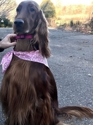 Whimsy November 2020