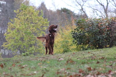 Any Birds Overhead?