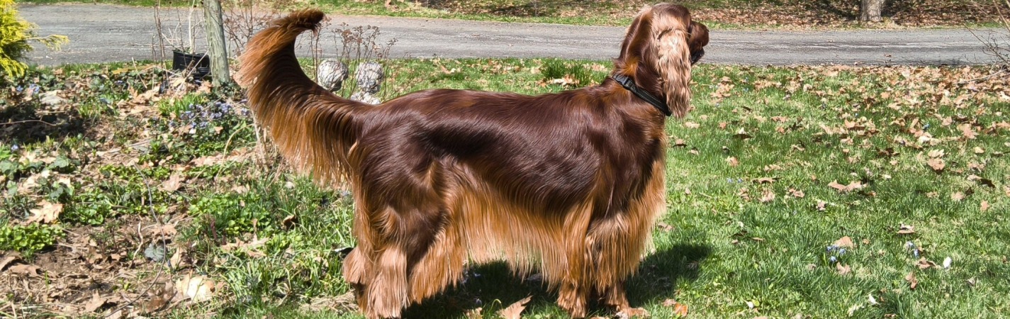 Emma's Striking Dark, Shiny Coat