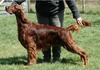 Can. GCh. Palarset's Phoenix Ricochet (Ricky)